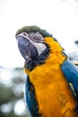 Old Brazilian Macaw, 40 years old, yellow-and-blue-bellied bird, native to the Amazon, domestic animal Royalty Free Stock Photo