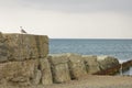 Old breakwater and seagull Royalty Free Stock Photo