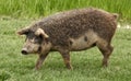 Old breed of domestic pig called Mangalica Royalty Free Stock Photo