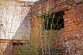 The Old Brick Building Was Destroyed. In Some Places The Wind-blown Trees Have Already Grown