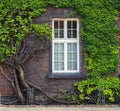 Old brick house with large beautiful windows entwined with green climbing ivy in the castle of Wawel Royalty Free Stock Photo