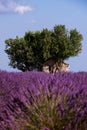 Old brick house and lonely tree at lavender field Royalty Free Stock Photo