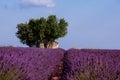 Old brick house and lonely tree at lavender field Royalty Free Stock Photo