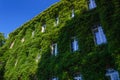 Old Brick Luxury Building Covered with Ivy Royalty Free Stock Photo