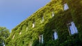 Old Brick Luxury Building Covered with Ivy Royalty Free Stock Photo