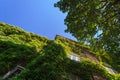 Old Brick Luxury Building Covered with Ivy Royalty Free Stock Photo