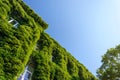 Old Brick Luxury Building Covered with Ivy Royalty Free Stock Photo