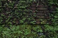 Old brick moss-covered wall Royalty Free Stock Photo