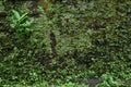 Old brick moss-covered wall Royalty Free Stock Photo