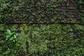 Old brick moss-covered wall Royalty Free Stock Photo
