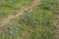 Old brick path overgrown with grass and wild plants Royalty Free Stock Photo