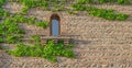 Old brick and stone wall with narrow window covered with ivy Royalty Free Stock Photo