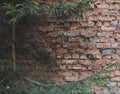 Old brick wall of an abandoned house and a fir tree. Background texture with free blank copy space for text Royalty Free Stock Photo