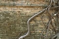 Old brick wall with banyan roots