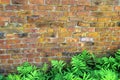 Old brick wall with bed of ferns Royalty Free Stock Photo