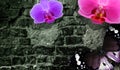 Old Brick Wall, Butterfly And Magic Flowers. Fantasy Inspiration Vintage Background