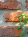 Old brick wall Royalty Free Stock Photo
