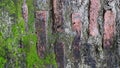 old brick wall construction covered with green moss Royalty Free Stock Photo