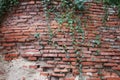 Old brick wall cover with plants