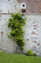 An old Brick wall covered in Ivy