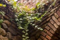 Old Brick Wall Covered by Ivy Leaves Royalty Free Stock Photo