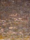 Old brick wall covered in mold as background Royalty Free Stock Photo