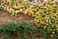 Old brick wall covered with yellow ivy and green plants Royalty Free Stock Photo