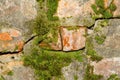 Old brick wall with cracks and green moss. Macro closeup. Background texture Royalty Free Stock Photo