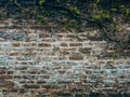 Old brick wall and creeping plant, texture of worn brickwork facade, architecture background Royalty Free Stock Photo