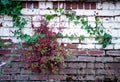 Old brick wall with curling ivy Royalty Free Stock Photo