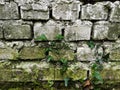 Old brick wall with damaged white paint layer, closeup background photo texture Royalty Free Stock Photo