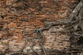 Old brick wall in the forest with root tree ancient temple Royalty Free Stock Photo