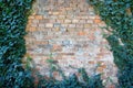 Old brick wall with green ivy leaves Royalty Free Stock Photo