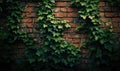 Old brick wall with green ivy leaves. Natural vintage background Royalty Free Stock Photo