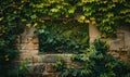 Old brick wall with green ivy leaves. Natural vintage background Royalty Free Stock Photo