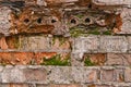 the old brick wall . green moss on the bricks Royalty Free Stock Photo