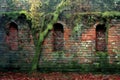 Old brick wall with green moss and fallen leaves in the autumn forest Royalty Free Stock Photo