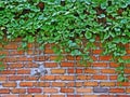 Old brick wall Royalty Free Stock Photo