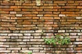 Old brick wall and new grass Royalty Free Stock Photo