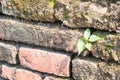 Old brick wall pattern background Royalty Free Stock Photo