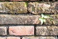 Old brick wall pattern background Royalty Free Stock Photo