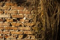 Old Brick Wall Texture Covered with Roots of A Tree for Abstract Background Royalty Free Stock Photo