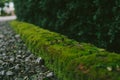 Old brick wall texture with fern Royalty Free Stock Photo