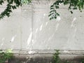 Old brick white wall background with green leaves and plants, sunlight with shadows Royalty Free Stock Photo