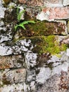 Old bricks with green moss and little ferns background. little tree and moss green ferns are growing on old brick wall. Royalty Free Stock Photo