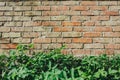 Old bricks wall texture background outdoors. Vintage wall with green leaves. Copy space place Royalty Free Stock Photo