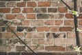 Old bricks wall texture background outdoors. Vintage wall. Tree with leaves on sunny spring day Royalty Free Stock Photo