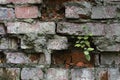 Old brickwork. A fragment of a collapsing wall with a tree sprout and moss. Textured background image Royalty Free Stock Photo