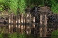 Old wooden piles from the bridge on the coast of the forest river.