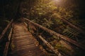 Old Bridge in jungle. Nature rain forest. Tropical Rainforest Landscape. Malaysia, Asia, Borneo, Sabah Royalty Free Stock Photo